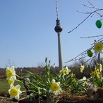 Modell Fernsehturm in der Miniwelt Lichtenstein davor Narzissen