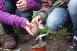 Kinderh&auml;nde mit einer Kartoffel in der Hand &uuml;ber der Erde