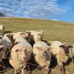 Schafe auf einer Weide hinter einem Weidezaun