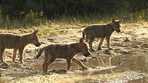 ca. 6 Wochen alte Wolfswelpen aus dem Lausitzer Wolfsgebiet