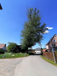 2 Ulmen in Stangendorf