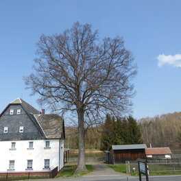 Guthmann-Linde in Niederalbertsdorf